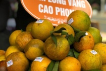 Để phát triển bền vững sản phẩm cây ăn quả các tỉnh phía Bắc