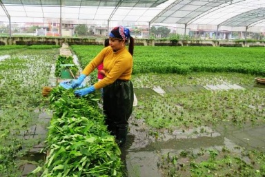 Bắc Giang: Phát huy vai trò của phụ nữ trong phát triển kinh tế tập thể