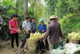 Măng tre Bát độ - cây xóa đói giảm nghèo của nhiều hộ dân Yên Bái