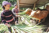 Gia Lai hỗ trợ hộ nghèo và các đối tượng chính sách thông qua đẩy mạnh vay vốn tín dụng chính sách