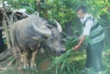 Nỗ lực giảm nghèo ở huyện vùng cao biên giới Nậm Nhùn (Lai Châu)