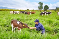 Vinamilk đạt chứng nhận trang trại bò sữa ORGANNIC đầu tiên tại Việt Nam