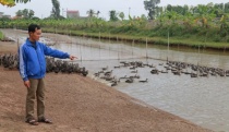 Chàng trai có hai bằng đại học về quê nuôi vịt trời