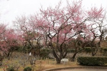 Hoa nở trong tuyết ở Fukushima