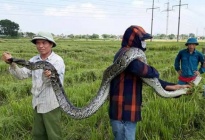 Thanh Hóa:  Tá hỏa phát hiện trăn 'khủng' khi đang gặt lúa