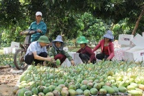 Huyện Mường La quản lý, sử dụng hiệu quả các nguồn lực để giảm nghèo bền vững