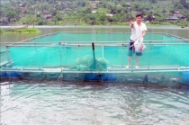 Cựu chiến binh huyện Phù Yên giúp nhau phát triển kinh tế, giảm nghèo