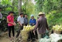 Măng tre Bát độ - cây xóa đói giảm nghèo của nhiều hộ dân Yên Bái