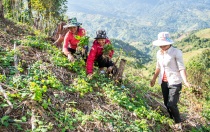 Huyện Đăk Glei: Lan tỏa các mô hình hỗ trợ phụ nữ khởi nghiệp