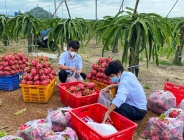 Bà Rịa – Vũng Tàu: Ổn định đời sống, đảm bảo an sinh cho người dân trước tác động của dịch Covid-19 