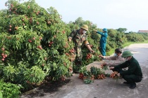 Cựu chiến binh Bắc Giang cùng nhau phát triển kinh tế với nhiều mô hình đa dạng.