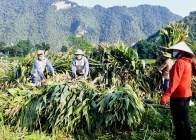 Hà Giang ưu tiên đào tạo nghề cho người thuộc hộ nghèo và cận nghèo