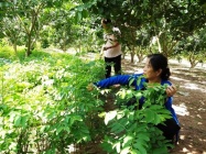 Hội Cựu chiến binh huyện Gia Lâm: Sử dụng hiệu quả nguồn vốn tín dụng chính sách xã hội