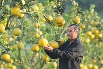 Hội Cựu chiến binh huyện Mộc Châu giúp nhau làm kinh tế, khắc phục khó khăn trong cuộc sống