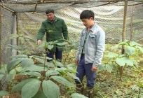 Huyện Quản Bạ - điểm sáng trong giảm nghèo bền vững ở Hà Giang   