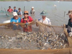 Huyện Châu Phú: Giảm tỷ lệ hộ nghèo xuống còn 5,9%