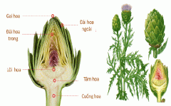 Atiso gắn liền với xu hướng sống xanh