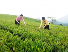 Huyện Văn Chấn (Yên Bái) nâng cao chất lượng đào tạo nghề, gắn với giải quyết việc làm