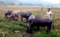 Yên Bái: Triển khai hiệu quả nhiều mô hình giảm nghèo