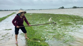 Mưa lớn gây ngập hơn 4.200 ha lúa, hoa màu ở Phú Yên