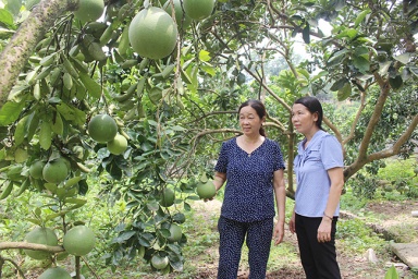 Phụ nữ Phú Lộc chung tay giúp hội viên vươn lên thoát nghèo