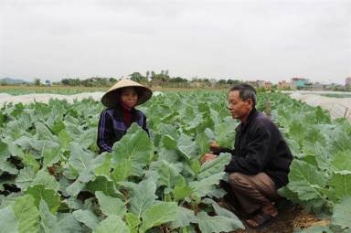 Hải Hậu triển khai hiệu quả Chương trình mục tiêu quốc gia giảm nghèo bền vững