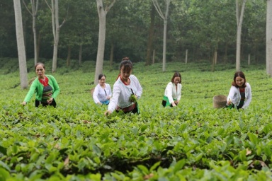 Ngân hàng Chính sách xã hội Hà Nội triển khai cho vay các đối tượng đặc thù từ nguồn vốn nhận ủy thác tại địa phương