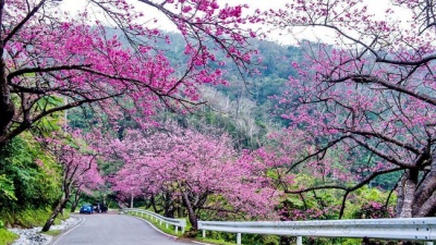 150 cây hoa anh đào Nhật Bản được trưng bày tại vườn hoa Lý Thái Tổ - Hà Nội vào ngày 10/3