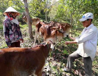 Tín dụng giảm nghèo ở vùng cao Bình Định