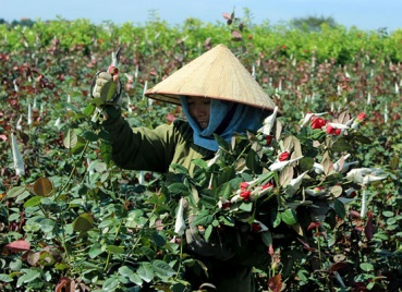 Giải quyết vốn vay tạo việc làm cho người dân vùng ven đô Hà Nội