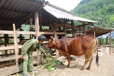 Bảo Lâm: Nhiều giải pháp giúp giảm nghèo bền vững