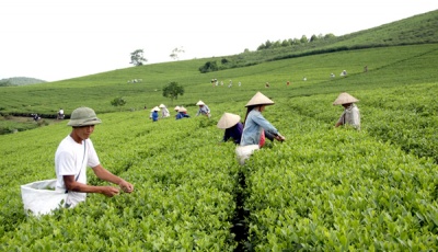 Tuyên Quang: Triển khai nhiều giải pháp giảm nghèo bền vững 