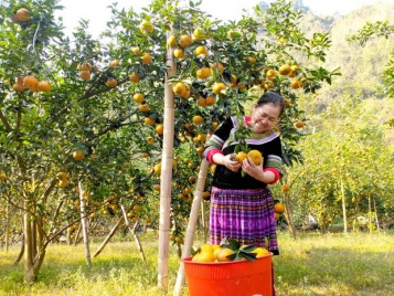 Huyện Yên Minh: Nhiều giải pháp giúp người dân xoá đói giảm nghèo